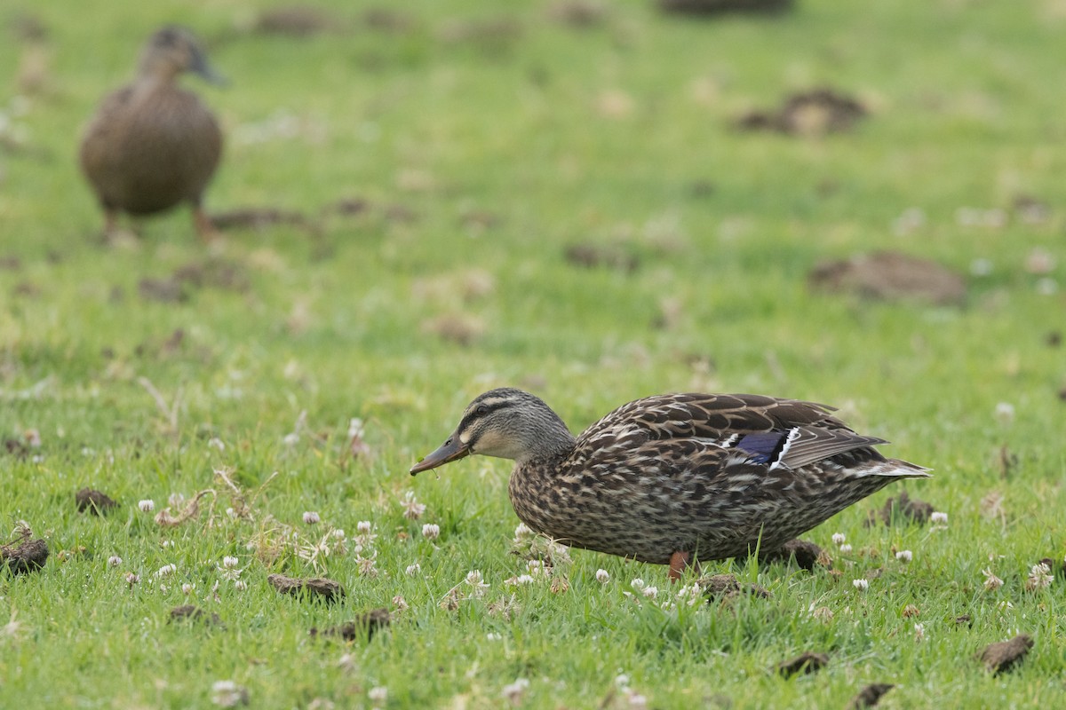 雑種 マガモ ｘ マミジロカルガモ - ML645584132