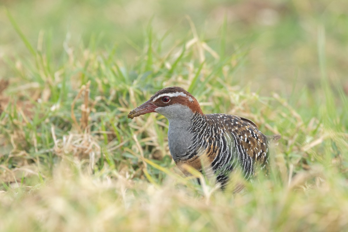 ナンヨウクイナ - ML645584133