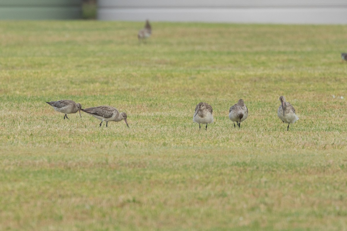 オオソリハシシギ - ML645584134