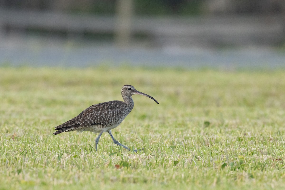 チュウシャクシギ（variegatus/rogachevae） - ML645584136