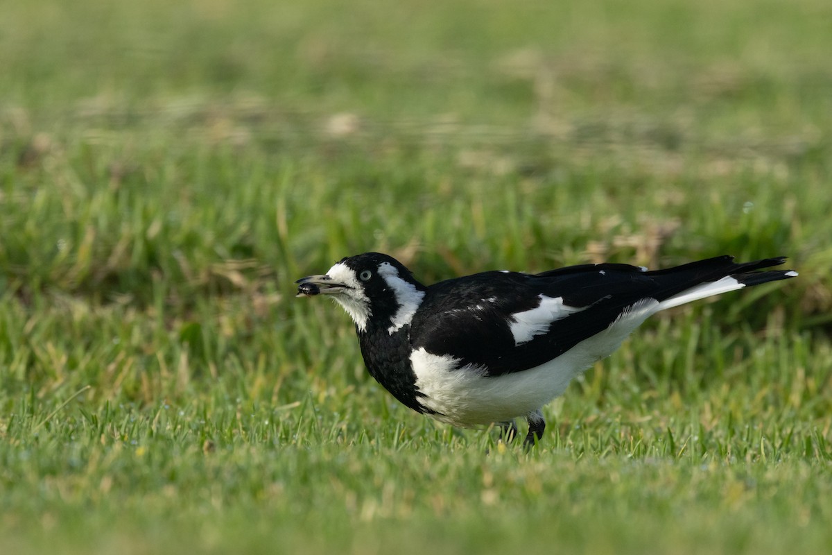 ツチスドリ - ML645584137