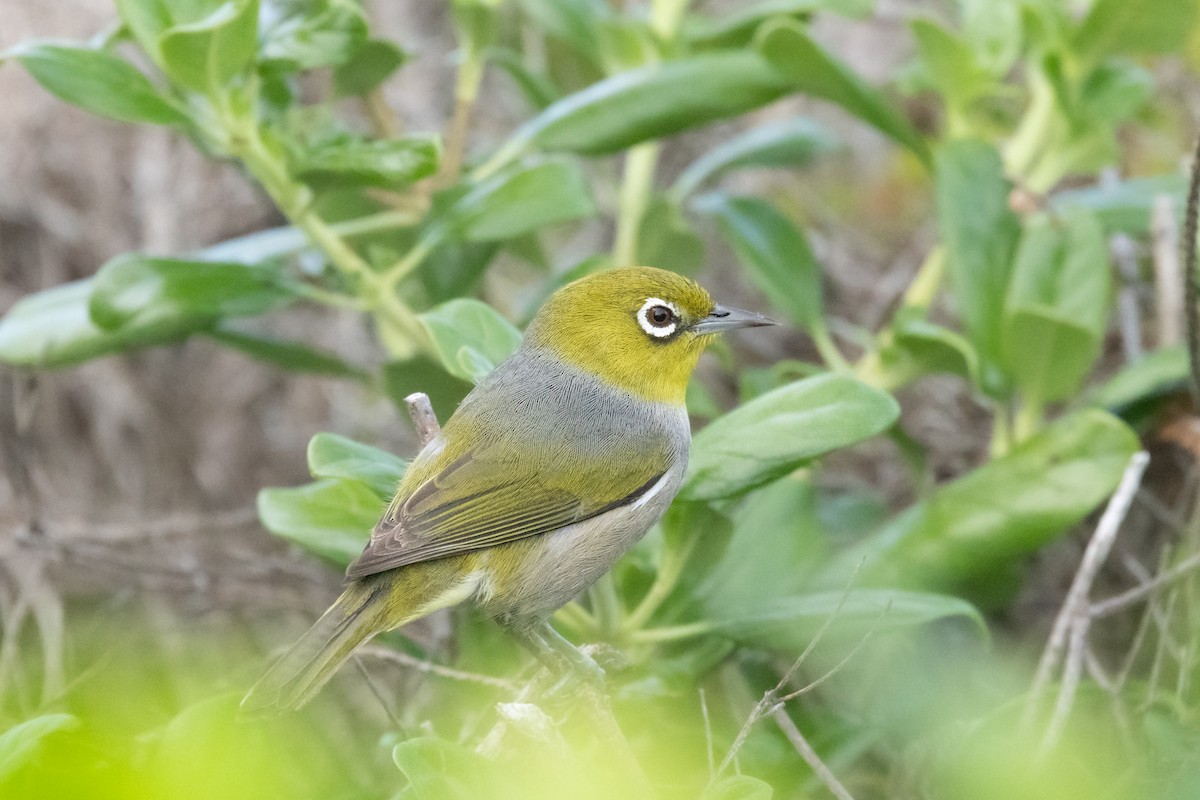 ハイムネメジロ - ML645584138