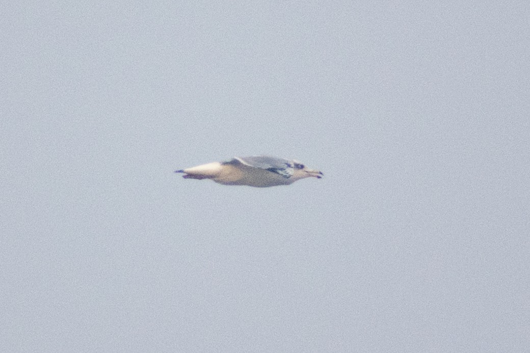 オオズグロカモメ - ML645584139