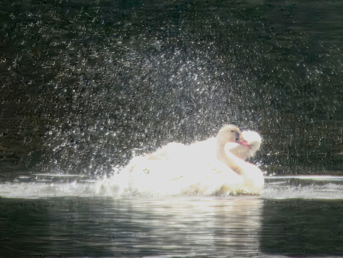 コハクチョウ - ML645584142