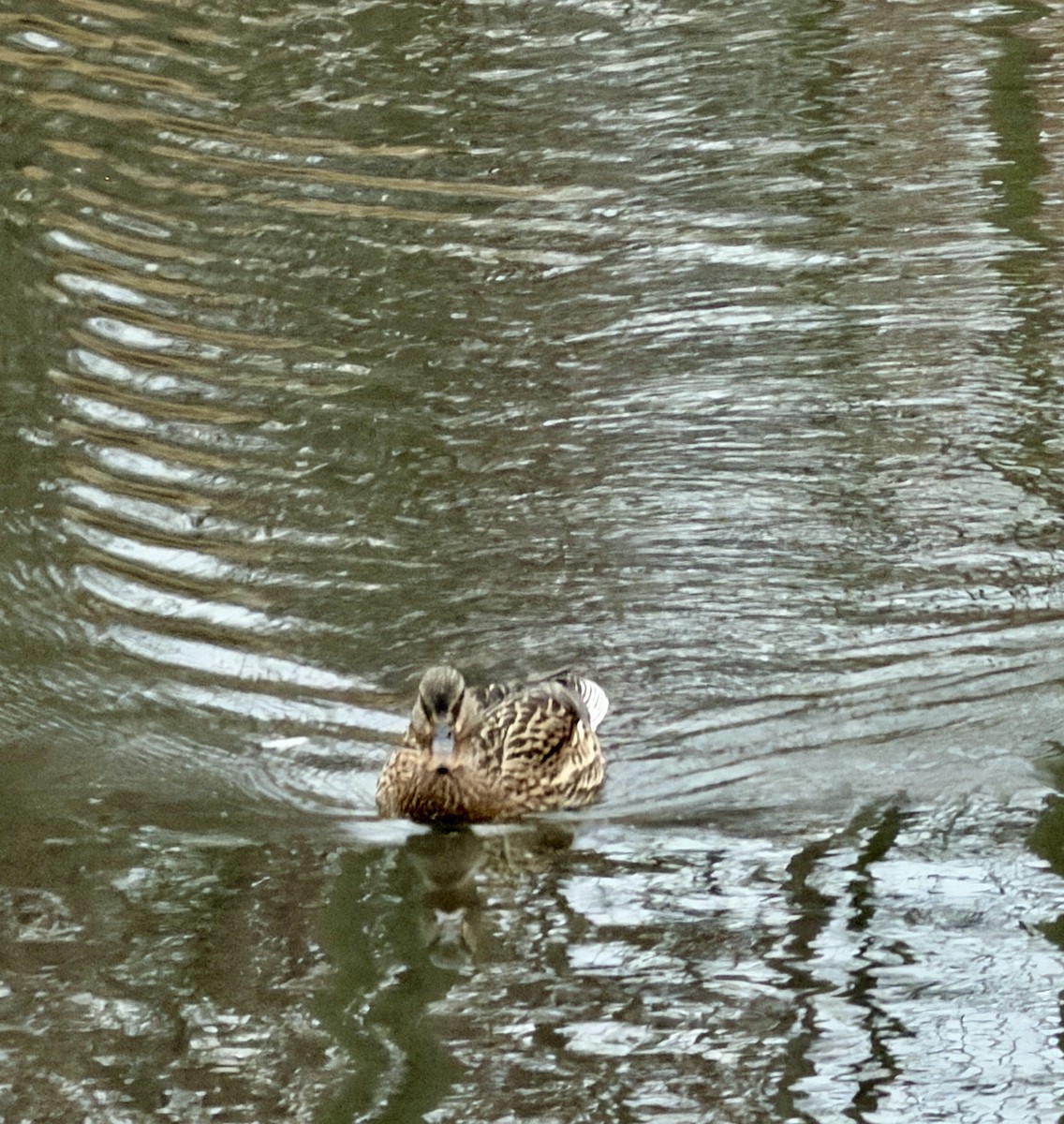 マガモ - ML645584143