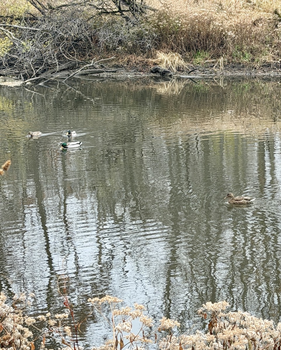 マガモ - ML645584144