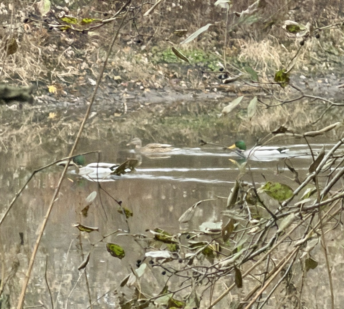 マガモ - ML645584145