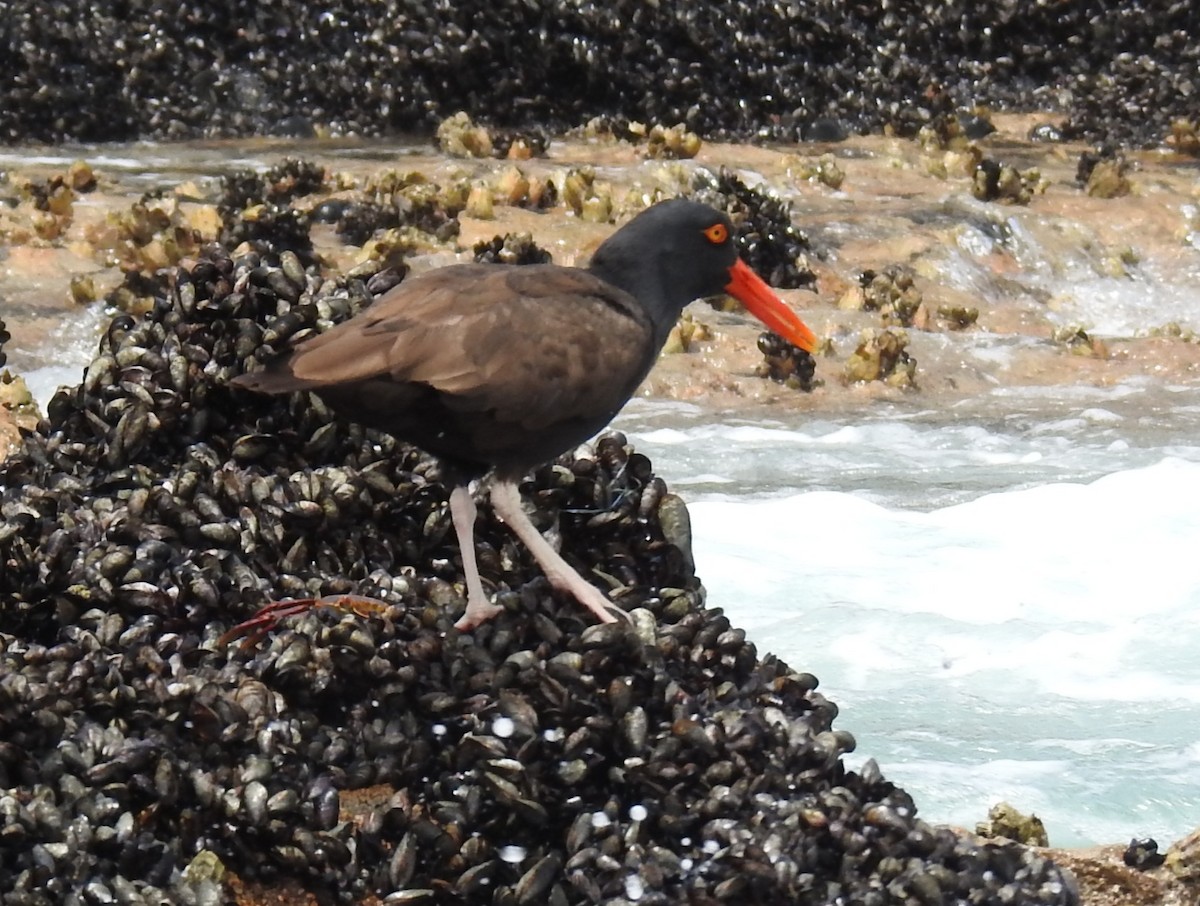 ミナミクロミヤコドリ - ML645584146