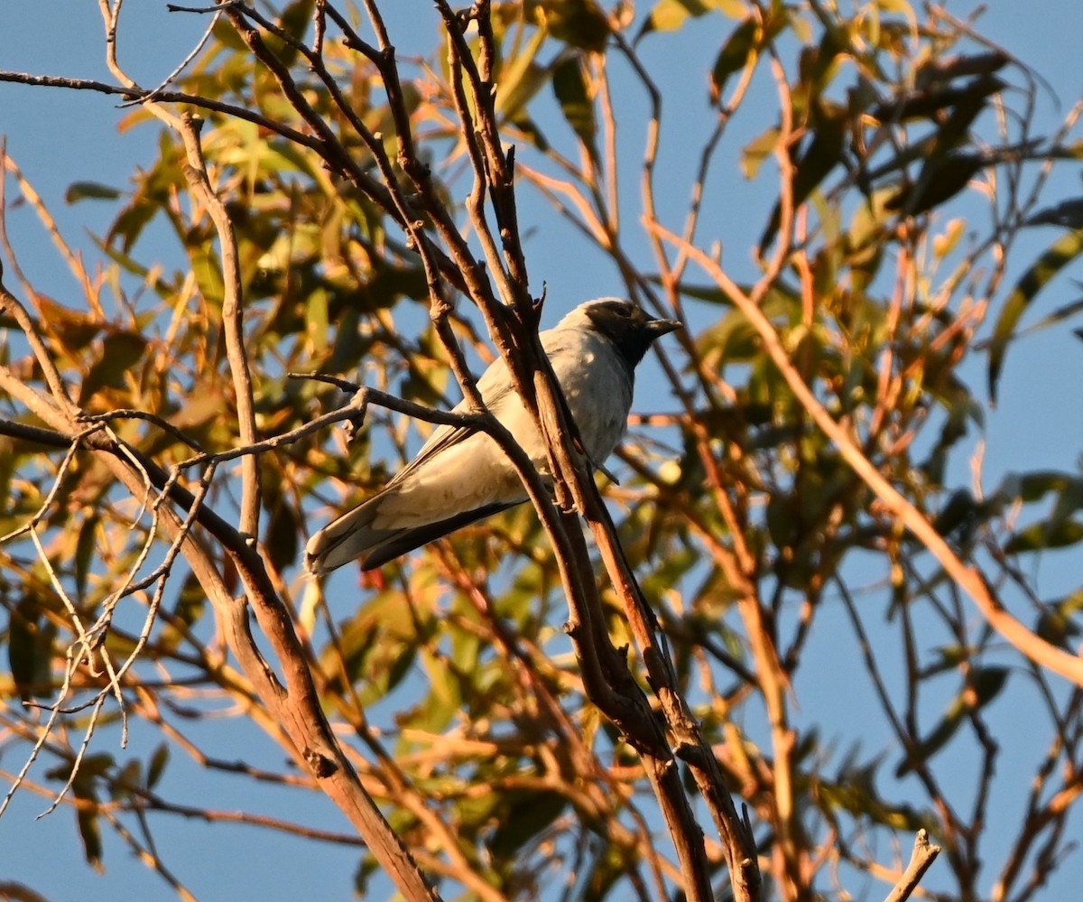 オーストラリアオニサンショウクイ - ML645584150