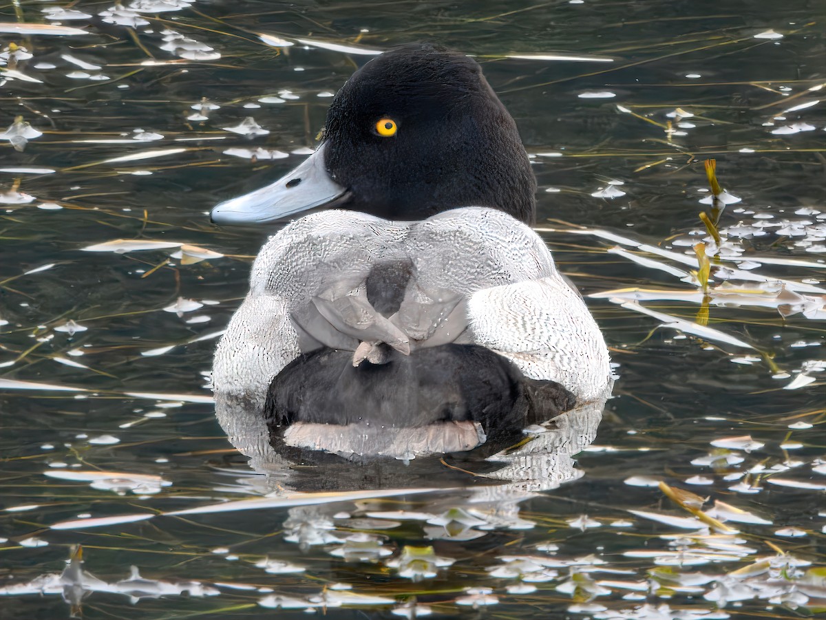 コスズガモ - ML645584151