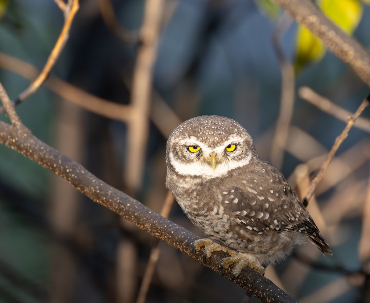 インドコキンメフクロウ - ML645584153