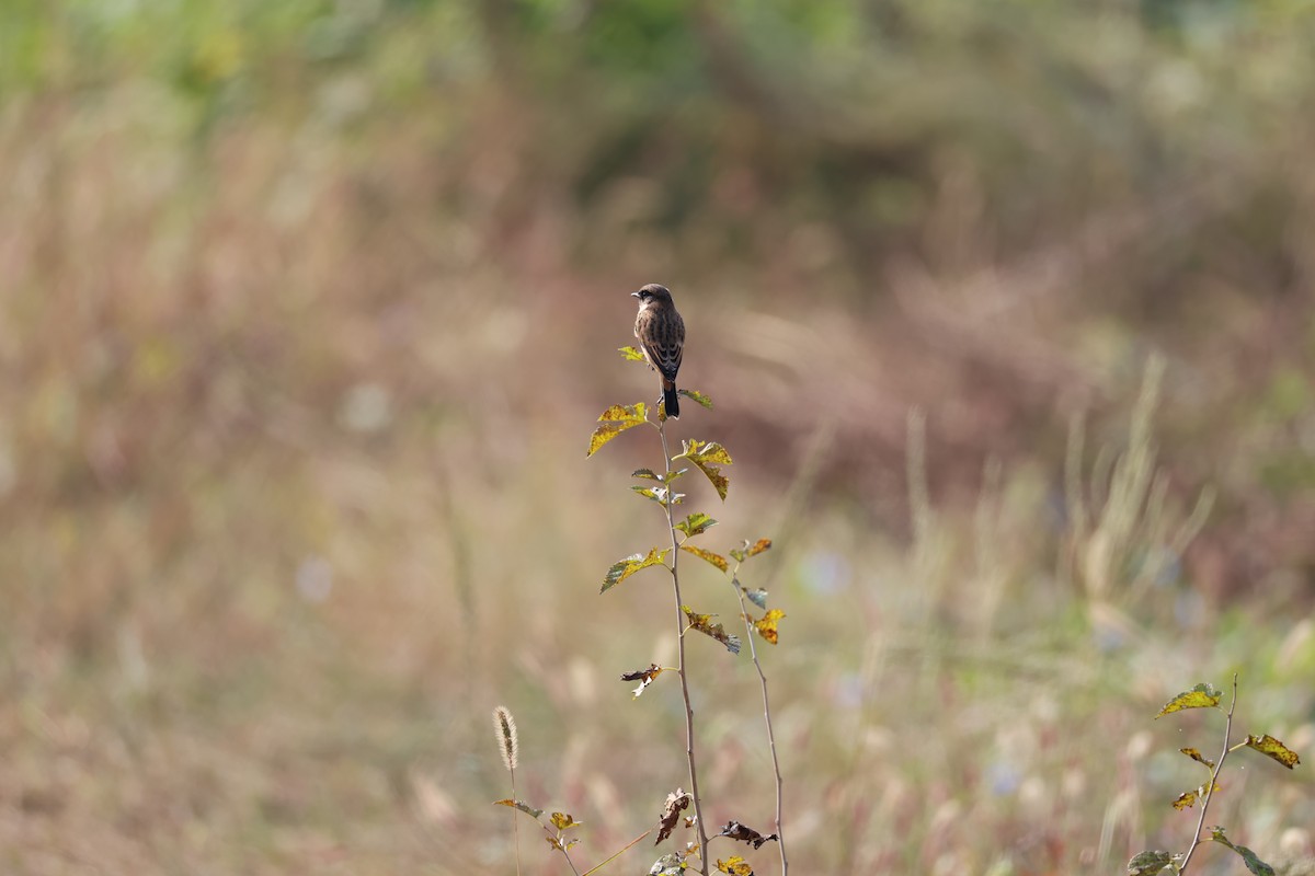 ノビタキ - ML645584154