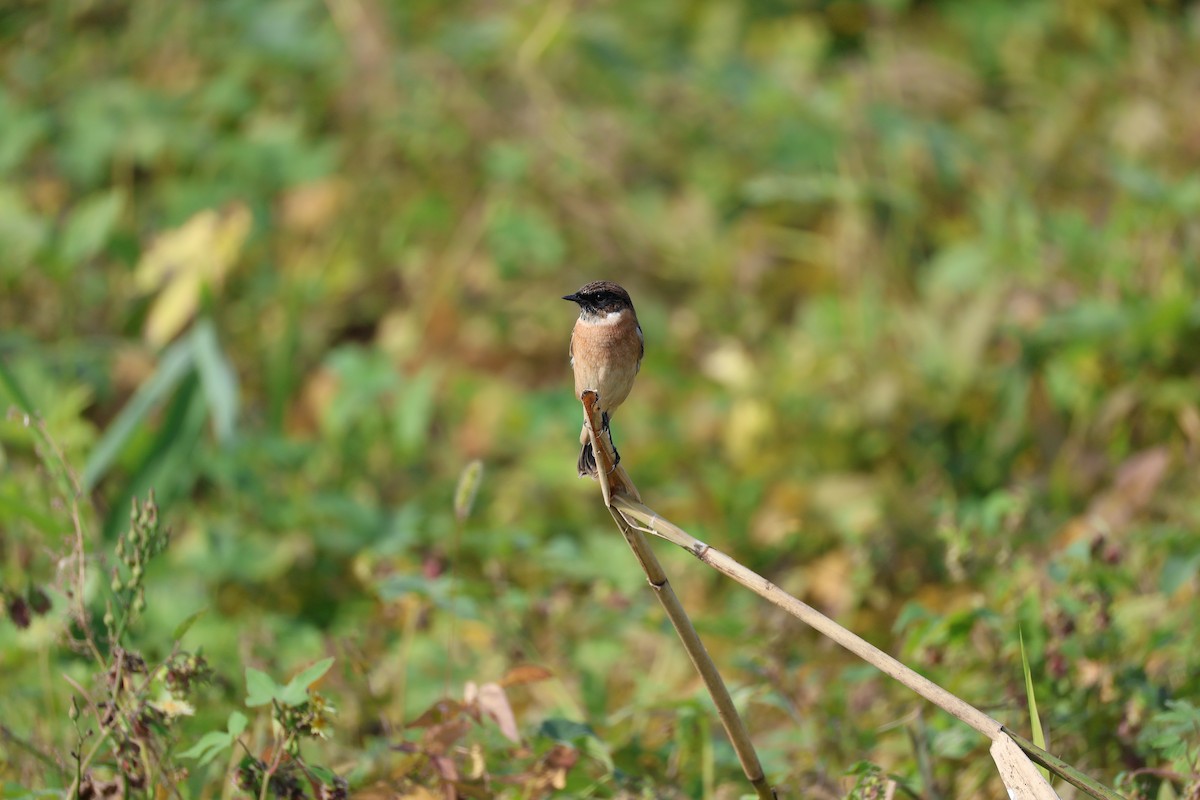 ノビタキ - ML645584155