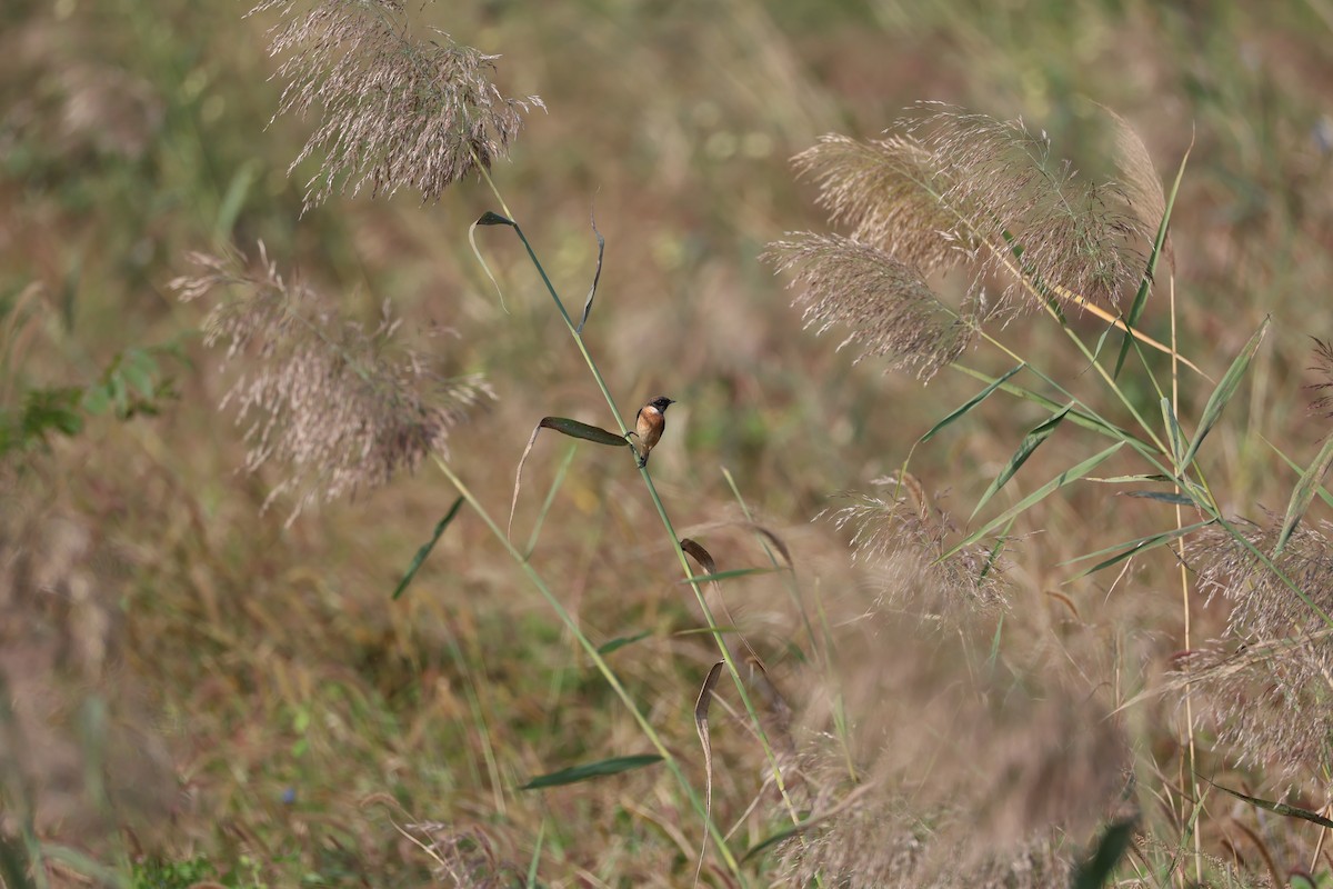 ノビタキ - ML645584156