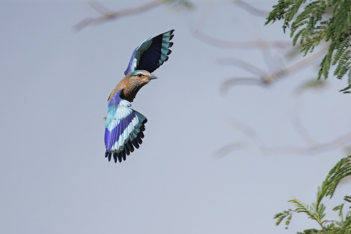 Indian Roller - ML645584159