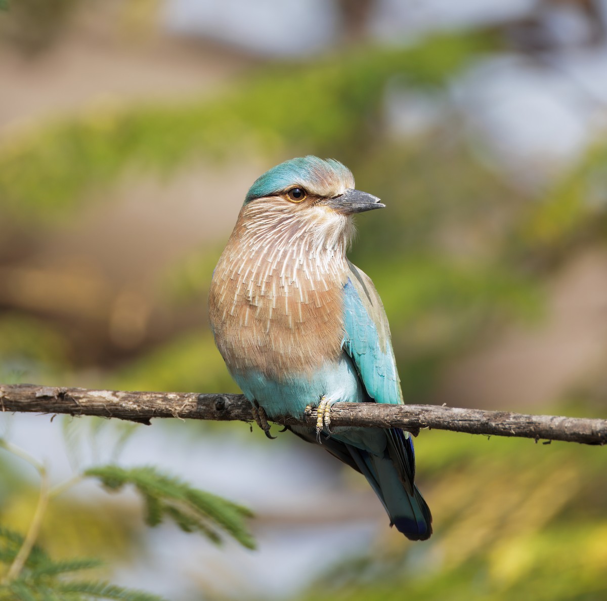 Indian Roller - ML645584160