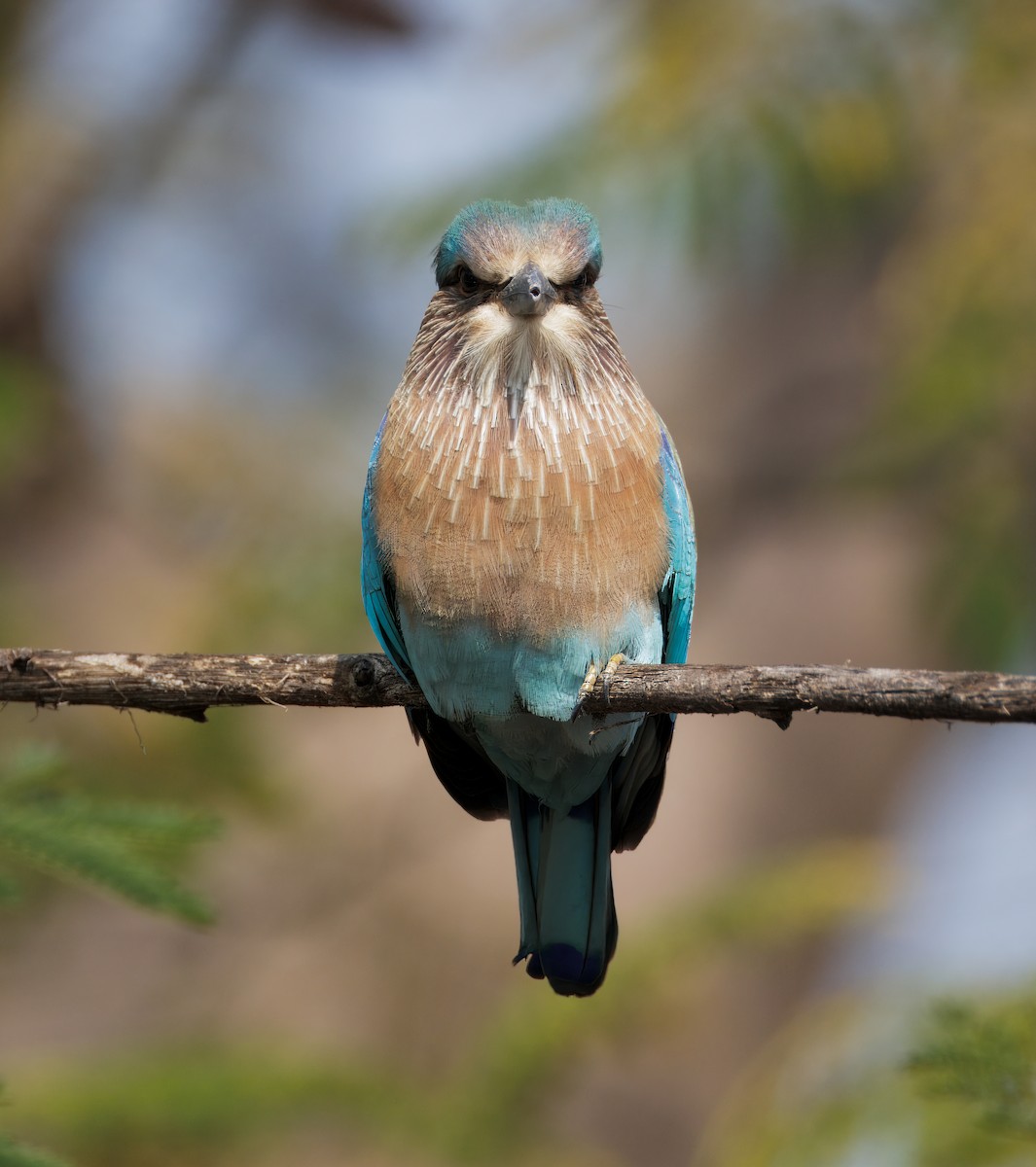 Indian Roller - ML645584161