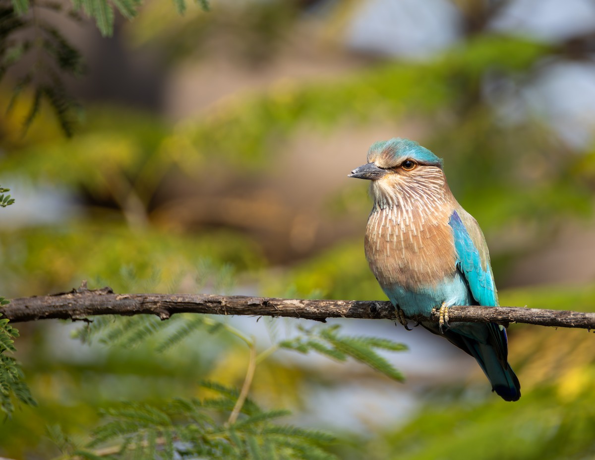 Indian Roller - ML645584162