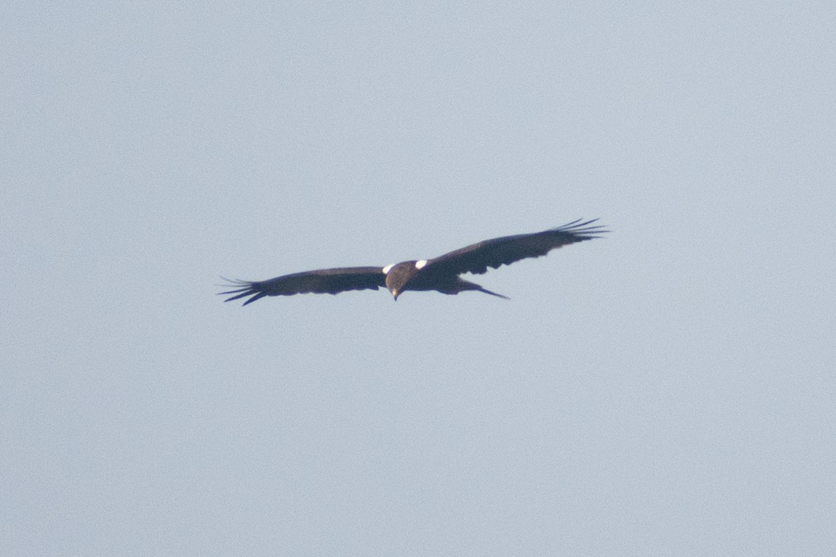 Booted Eagle - ML645584163