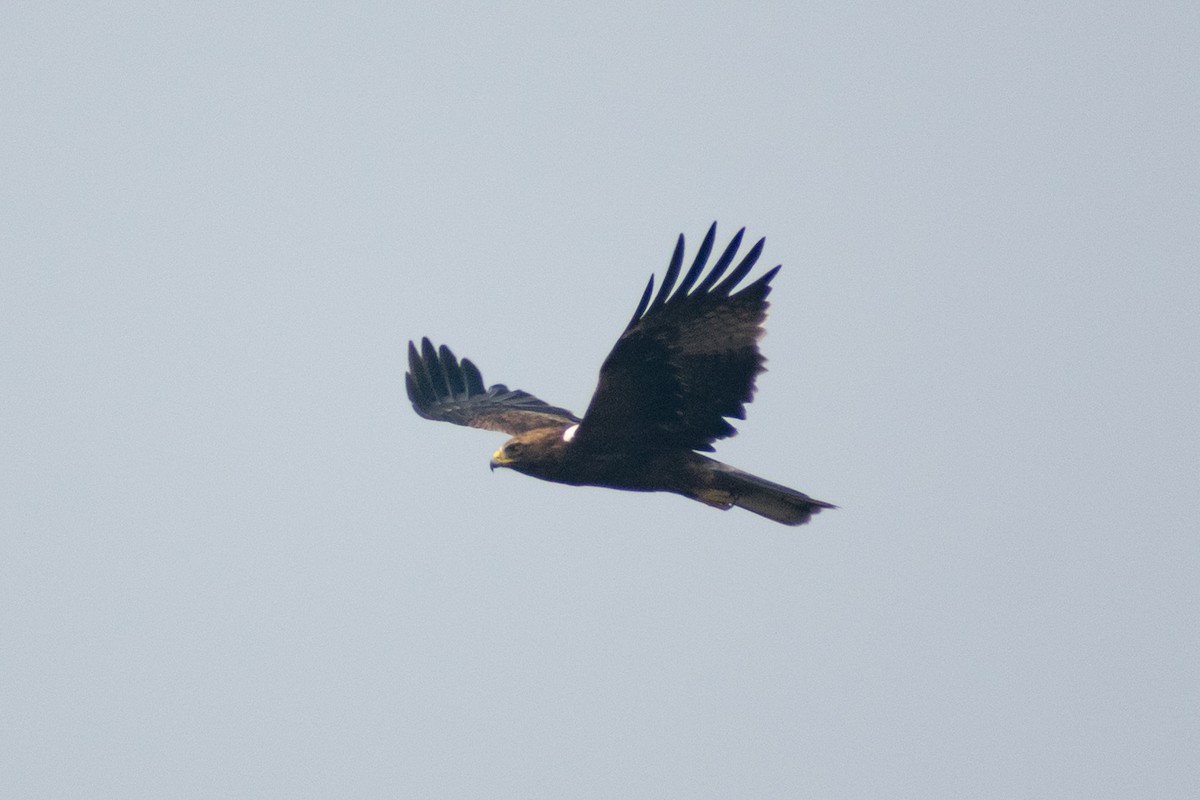 Booted Eagle - ML645584168