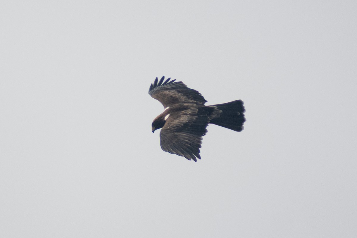 Booted Eagle - ML645584169