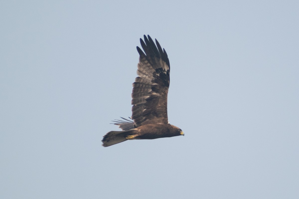 Booted Eagle - ML645584170