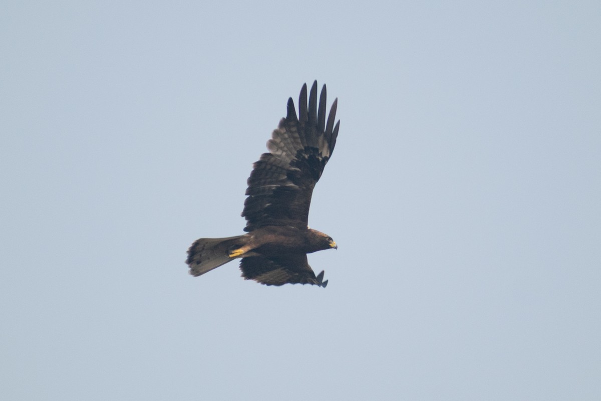 Booted Eagle - ML645584173