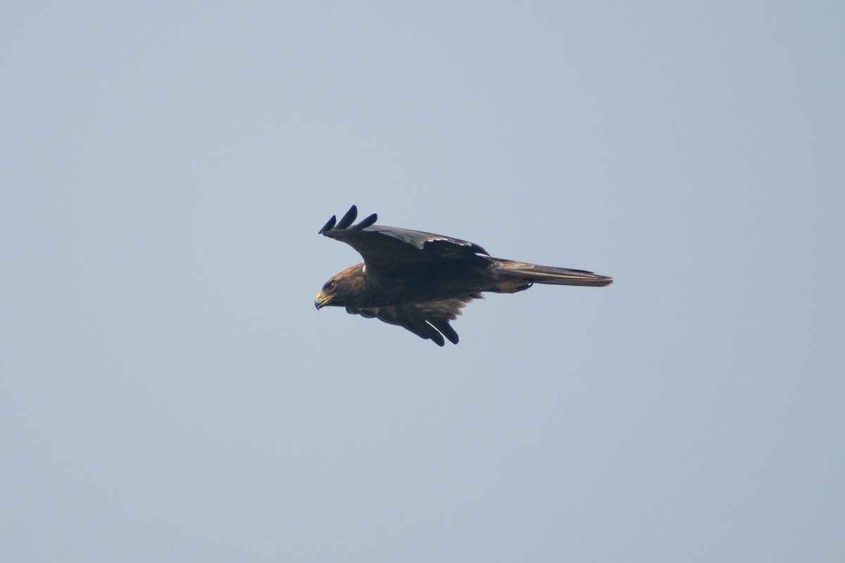 Booted Eagle - ML645584175