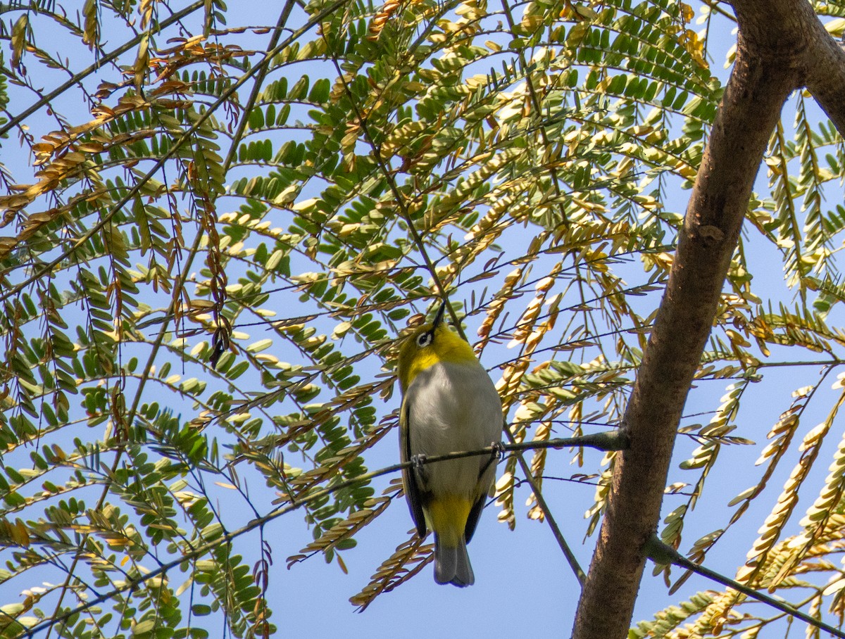 Small Minivet - ML645584176