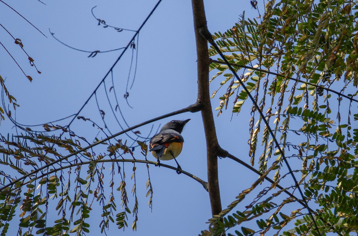 Small Minivet - ML645584177