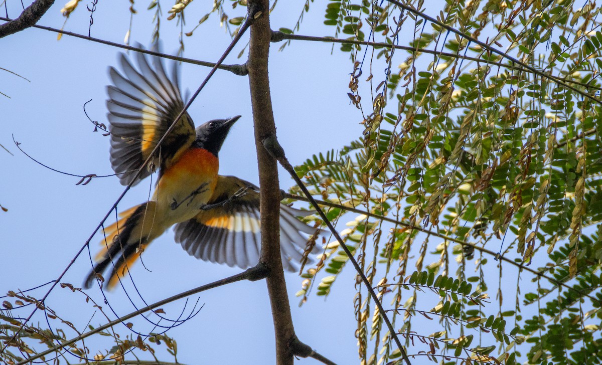Small Minivet - ML645584178