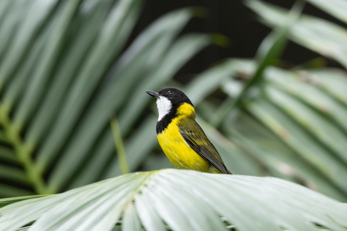 Golden Whistler (Eastern) - ML645584179