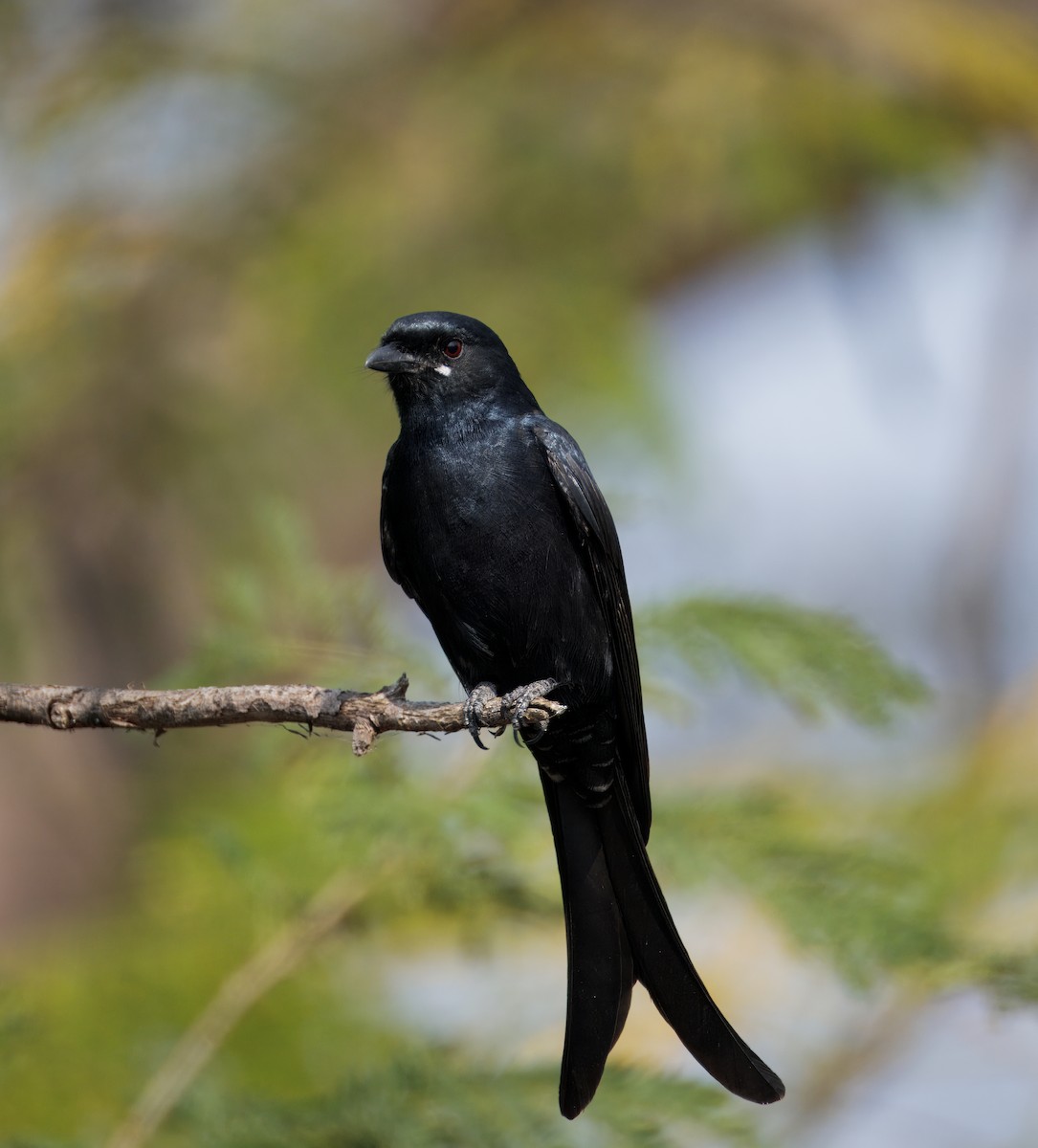 Black Drongo - ML645584181