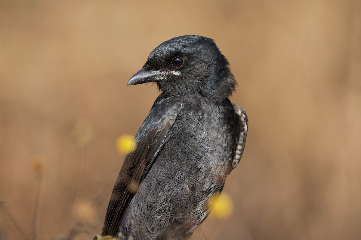 Black Drongo - ML645584182