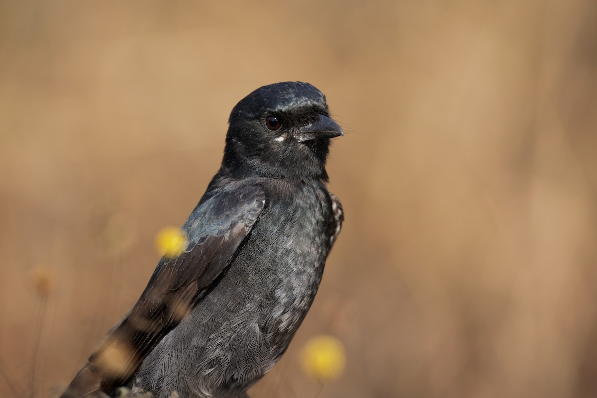 Black Drongo - ML645584183