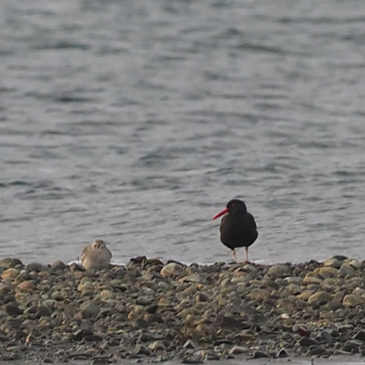 Black Oystercatcher - ML645584185