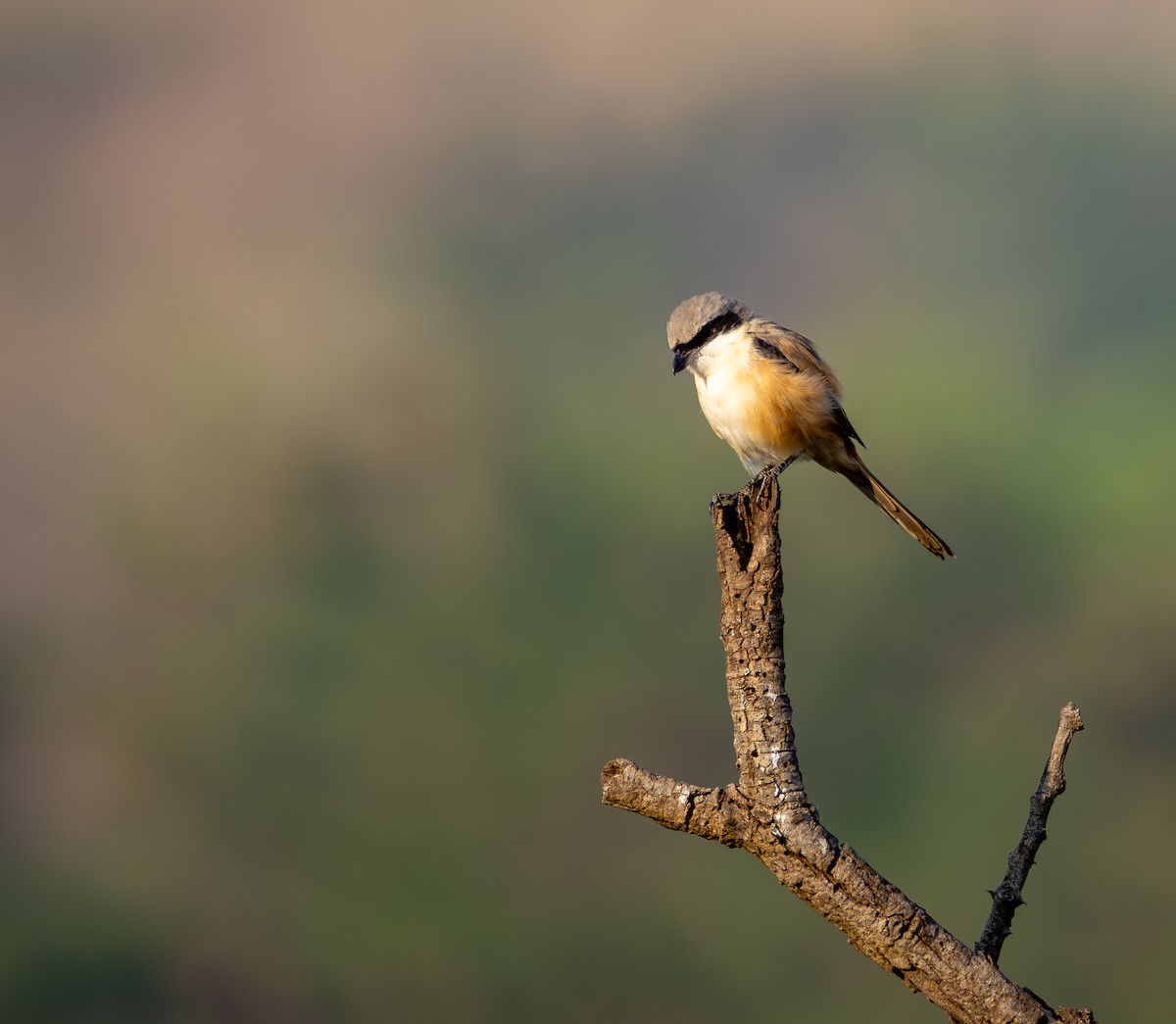 Long-tailed Shrike - ML645584186