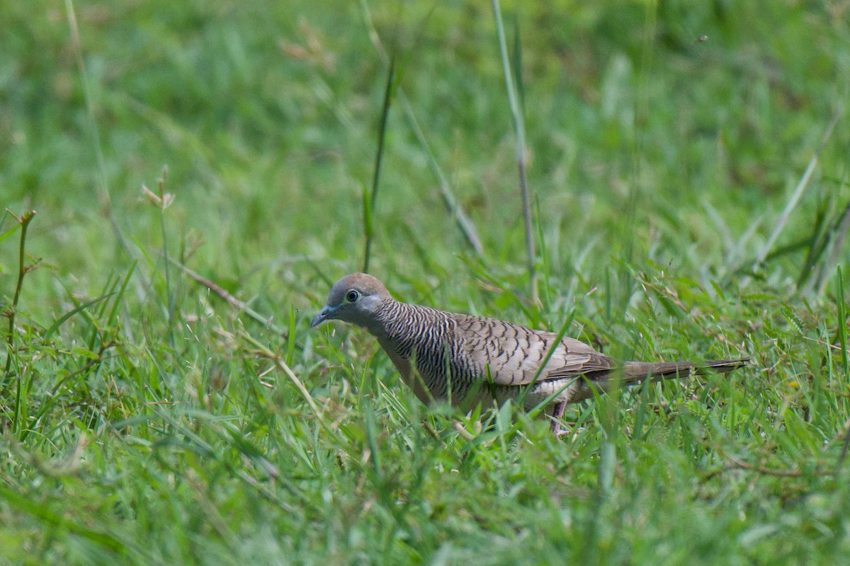 Zebra Dove - ML645584189