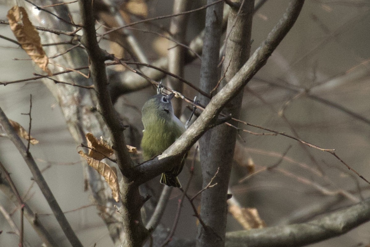 Blue-headed Vireo - ML645584192