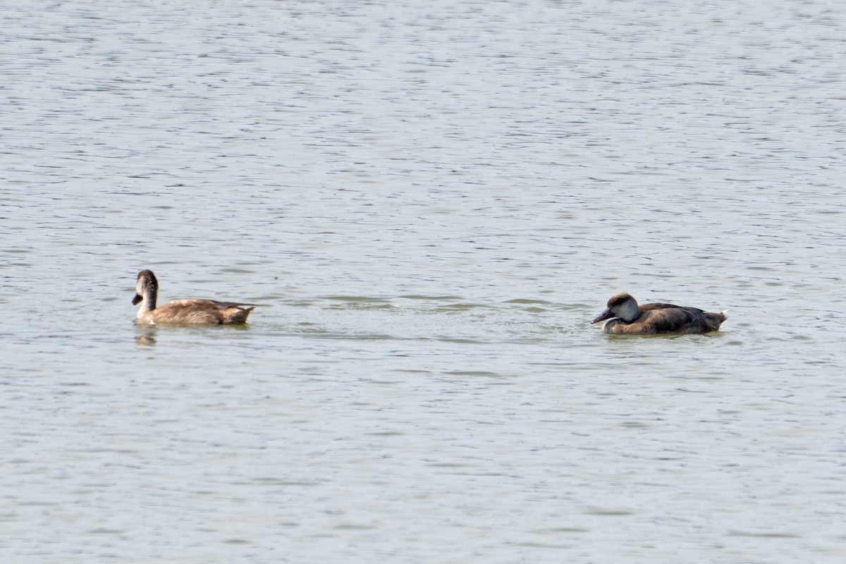 Red-crested Pochard - ML645584193