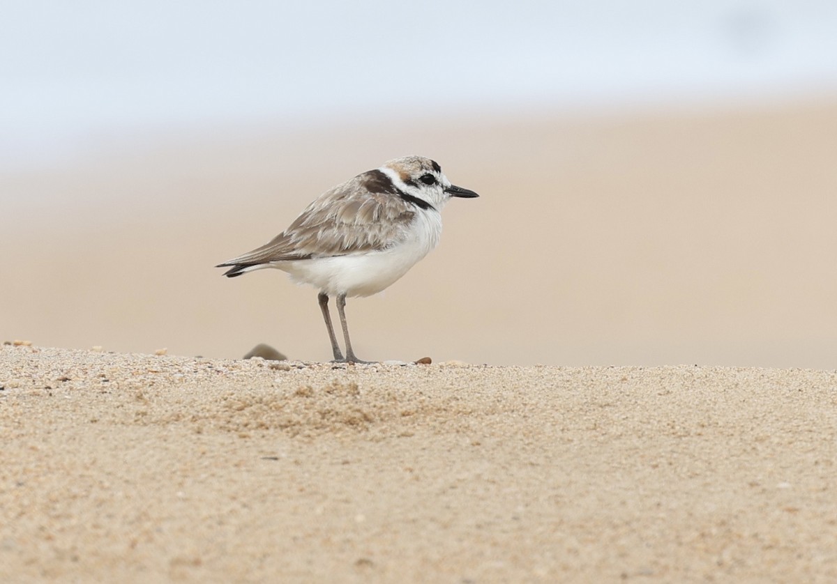 Malaysian Plover - ML645584210