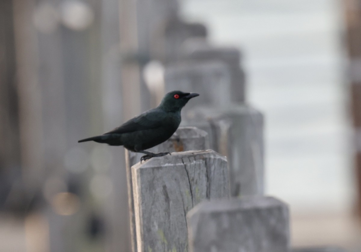 Asian Glossy Starling - ML645584212