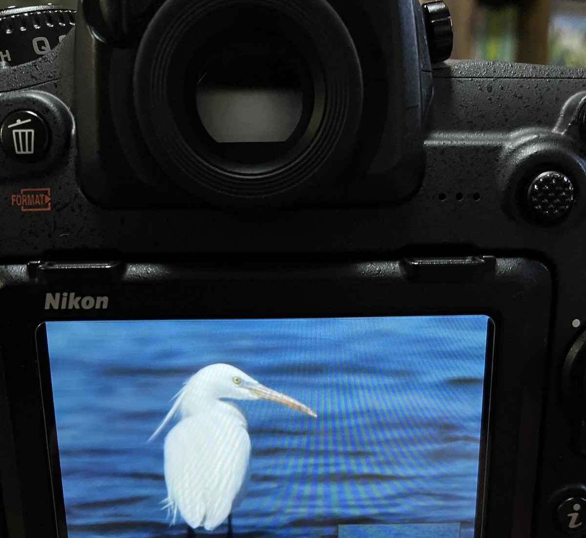 Chinese Egret - ML645584217