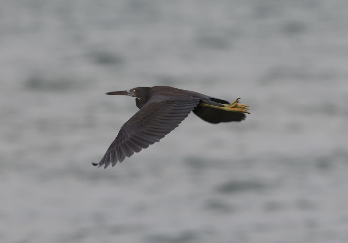 Pacific Reef-Heron - ML645584218