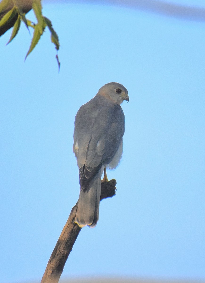 褐耳鷹 - ML645584219