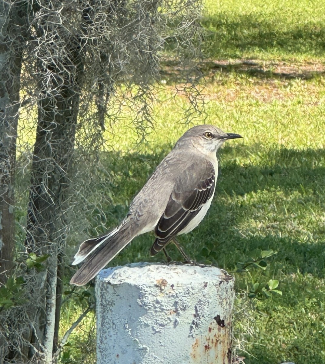 Northern Mockingbird - ML645584220