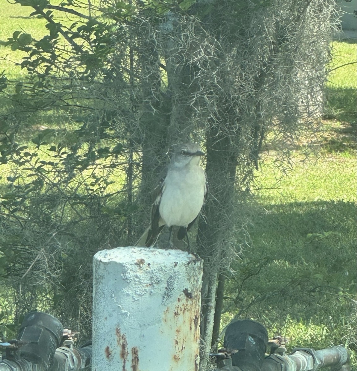 Northern Mockingbird - ML645584221