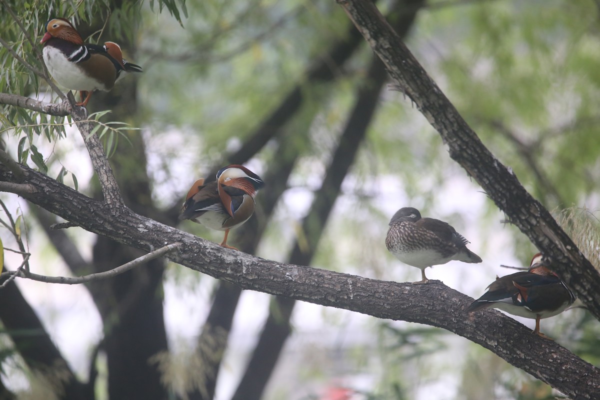 Mandarin Duck - ML645584226