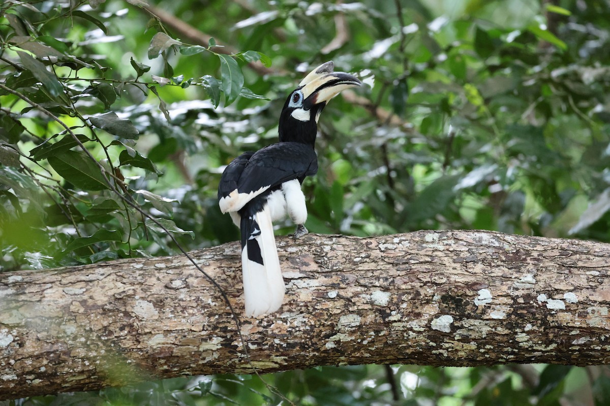 Oriental Pied-Hornbill - ML645584227