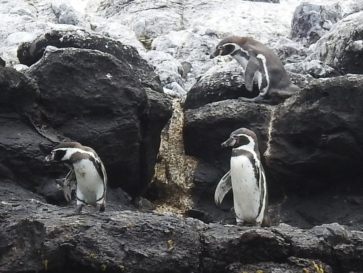 Humboldt Penguin - ML645584228